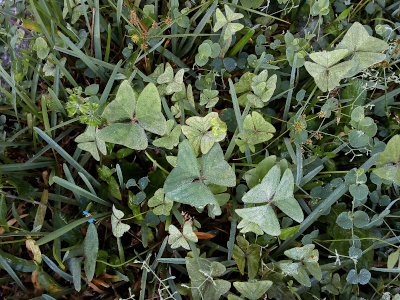 [This plant has three leaves and the shape of each leaf resembles butterfly wings that are open flat.]